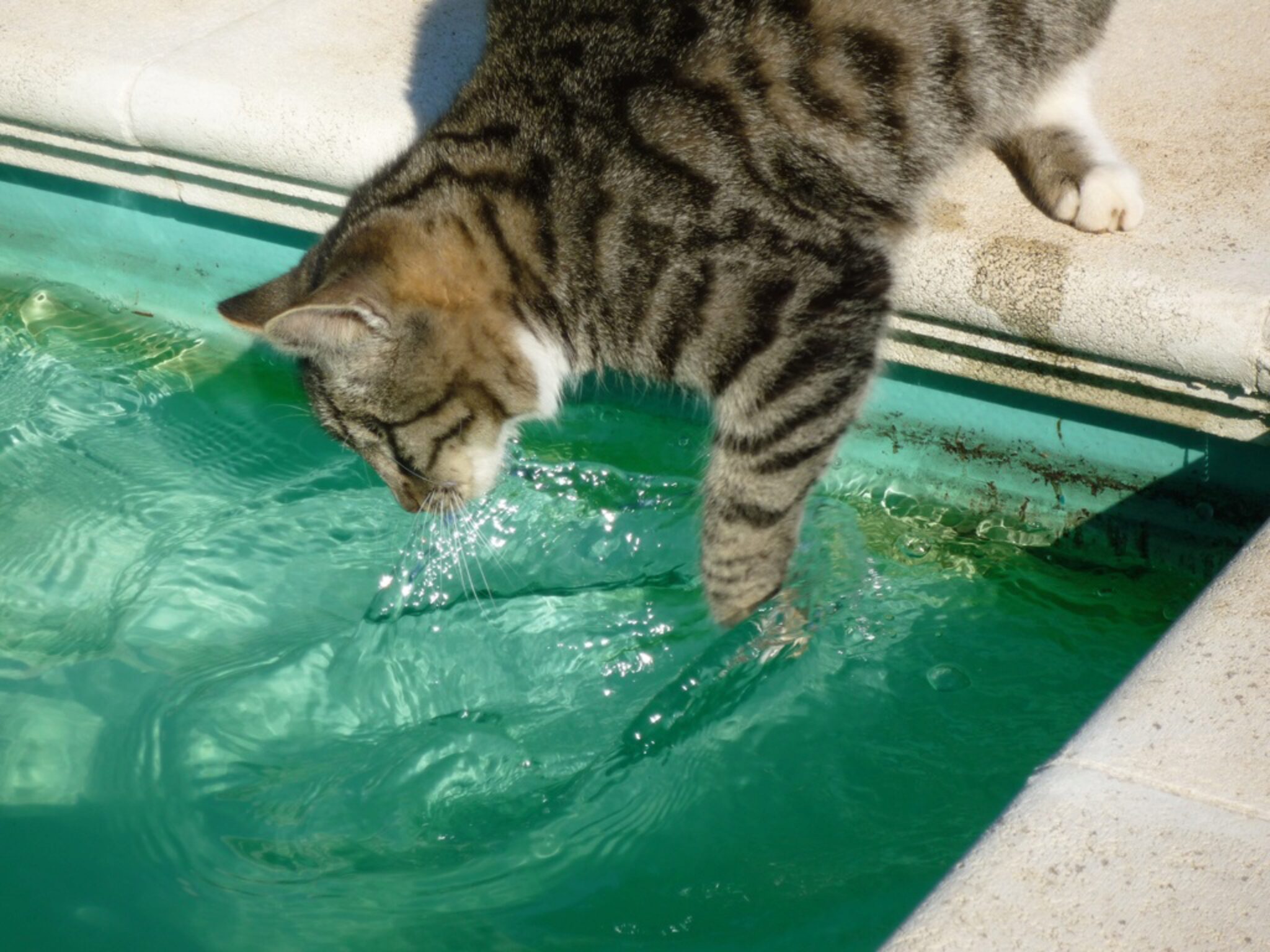 10 Races De Chats Qui Aiment Vraiment L'eau