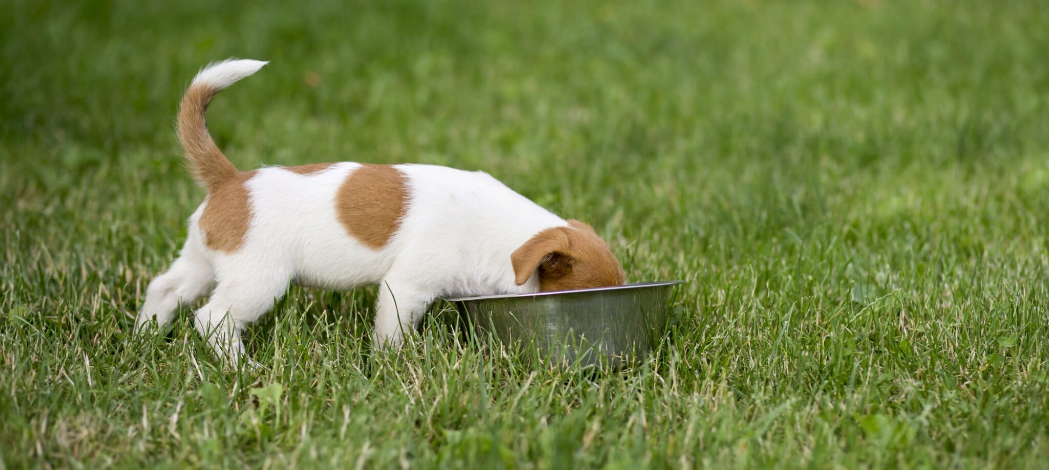 15 Meilleurs Aliments Pour Chiens Pour Jack Russell Terrier. Notre Guide Dalimentation