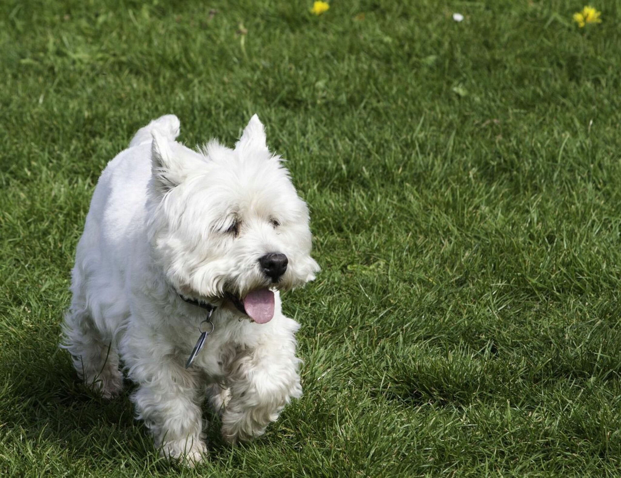 6 Meilleures Nourritures Pour Chiens West Highland White Terrier Plus Les Meilleures Marques Pour Chiots Et Aines