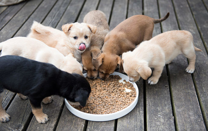 7 Meilleurs Aliments Pour Chiots Greyhound Avec Notre Guide Dalimentation