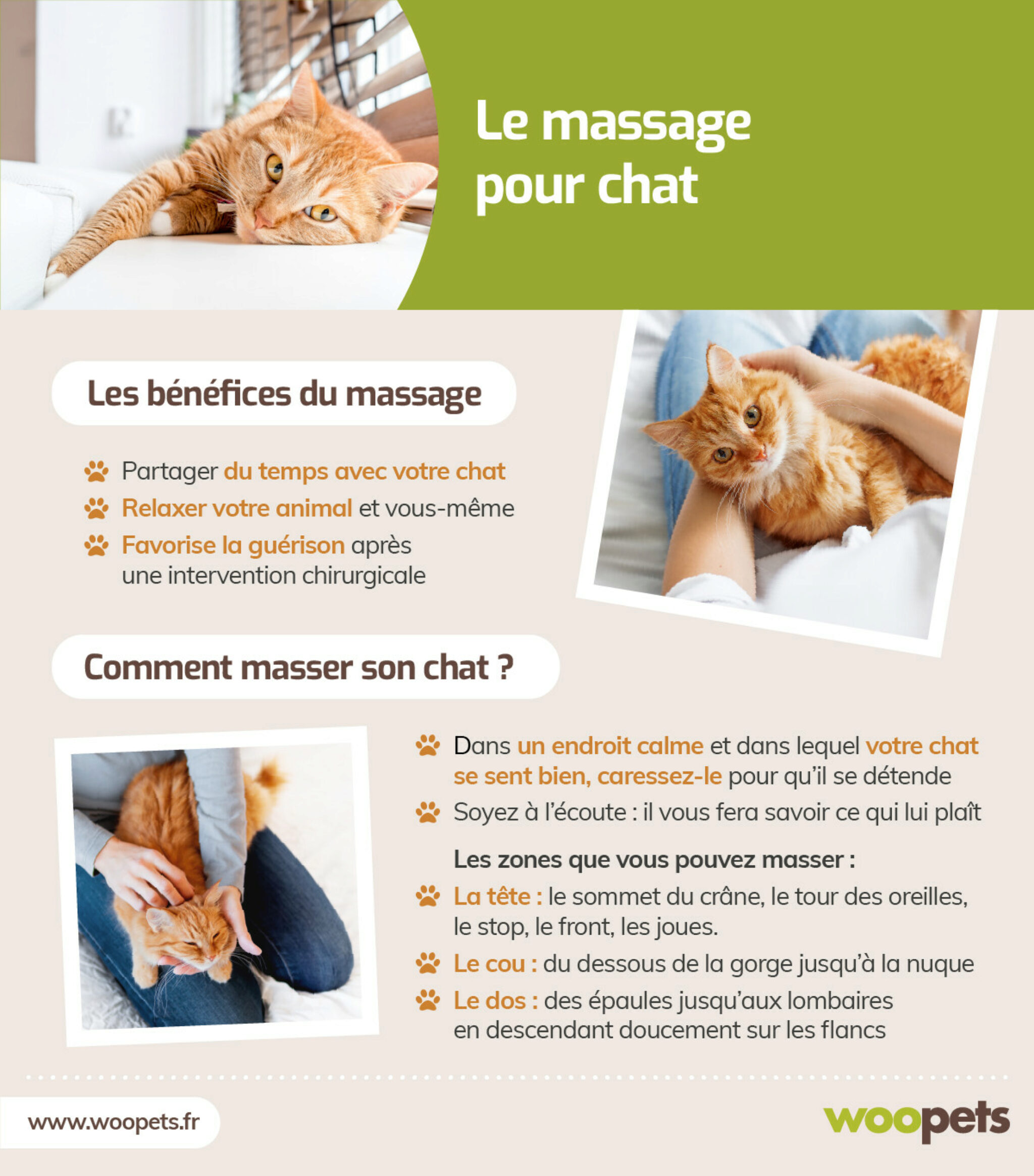 Comment Faire Un Massage à Un Chat. Guide étape Par étape