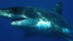 Examen Shark Navigator Pet ZU62 Rsum Des Caractristiques Et Des Spcifications