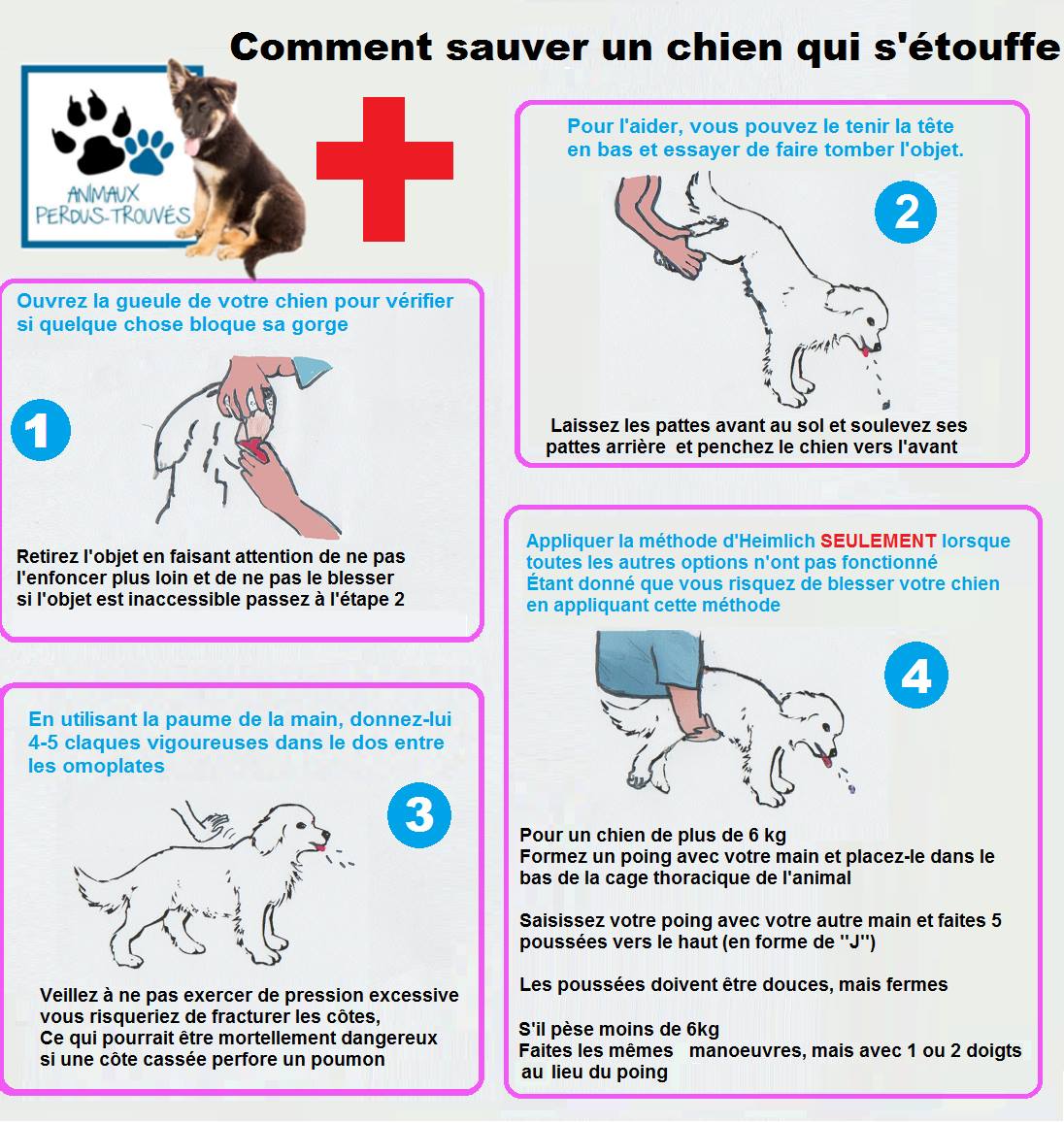 K9 RCR Canine Comment Effectuer La RCR Canine Autres Manoeuvres Vitales