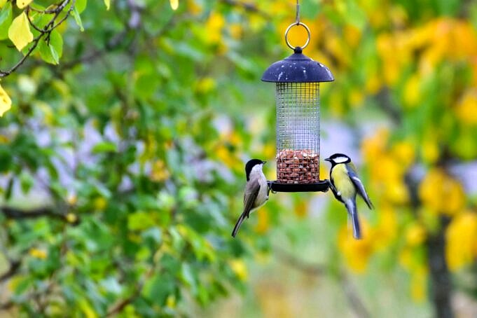 Les 5 Meilleures Mangeoires a Oiseaux Doivent Lire Les Avis