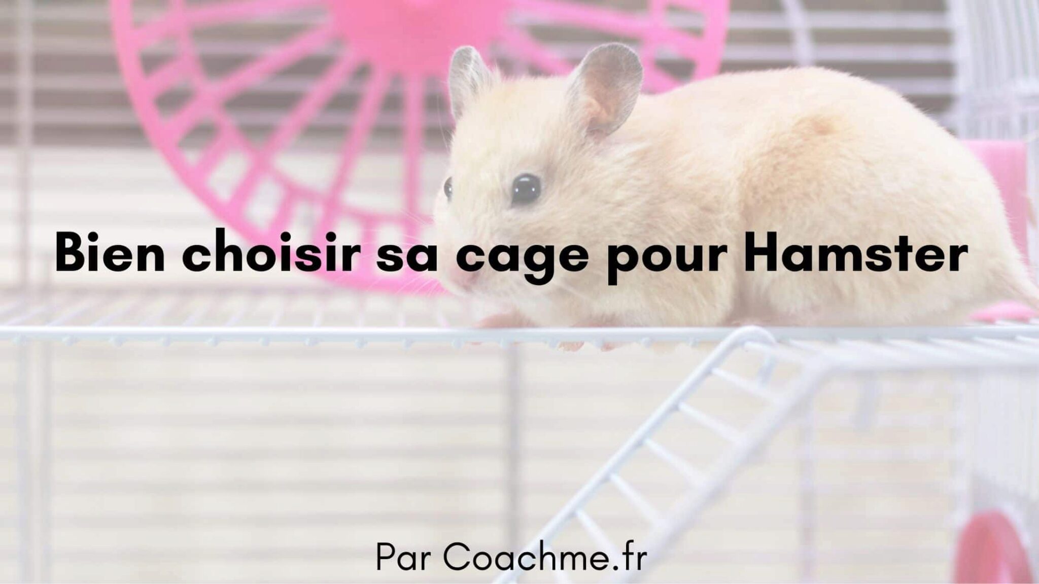 firsthamster Hamster Vs Gerbil Quel Est Le Meilleur Animal De Compagnie Pour Vous