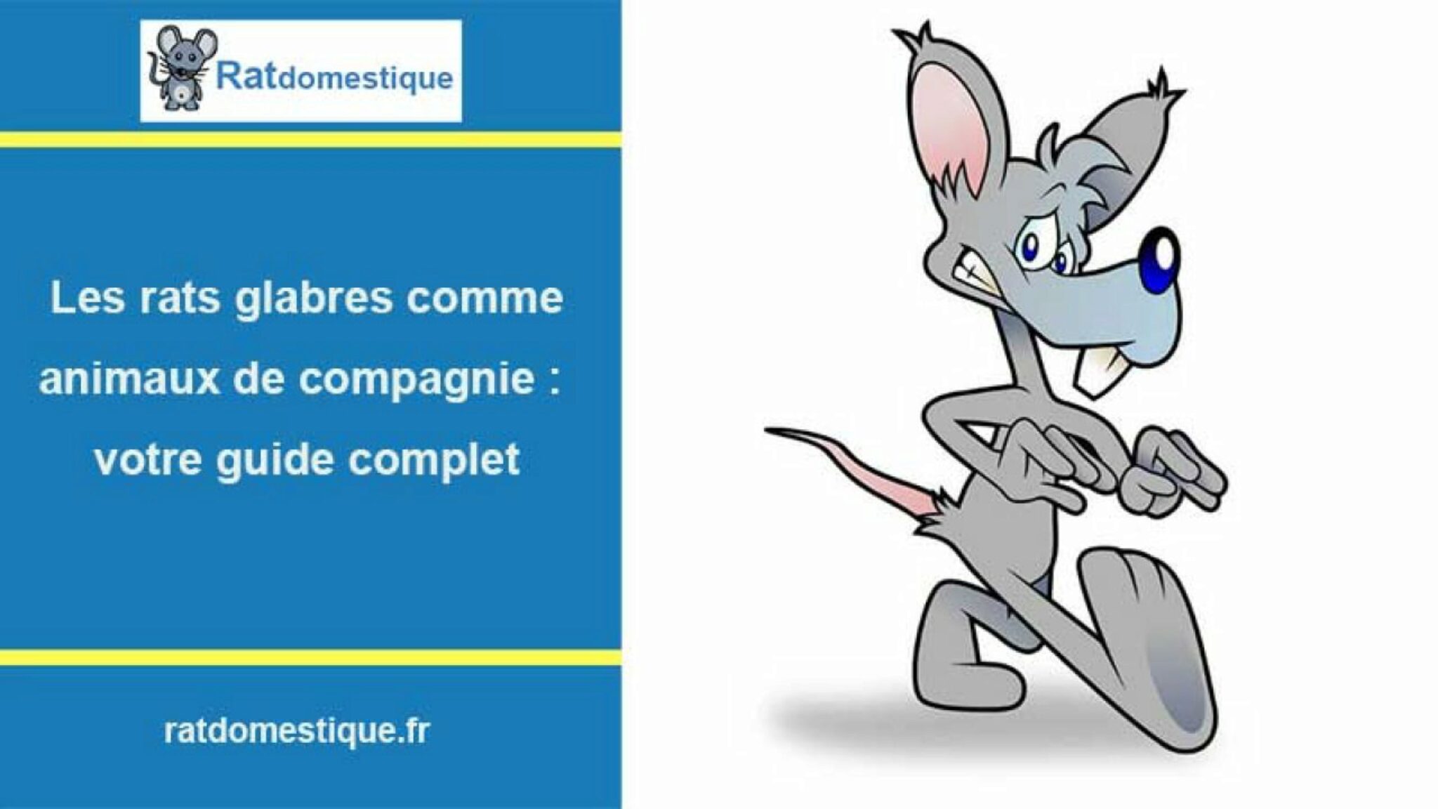 firsthamster Hamster Vs Rats Et Souris Que Devriez vous Garder Comme Animaux De Compagnie