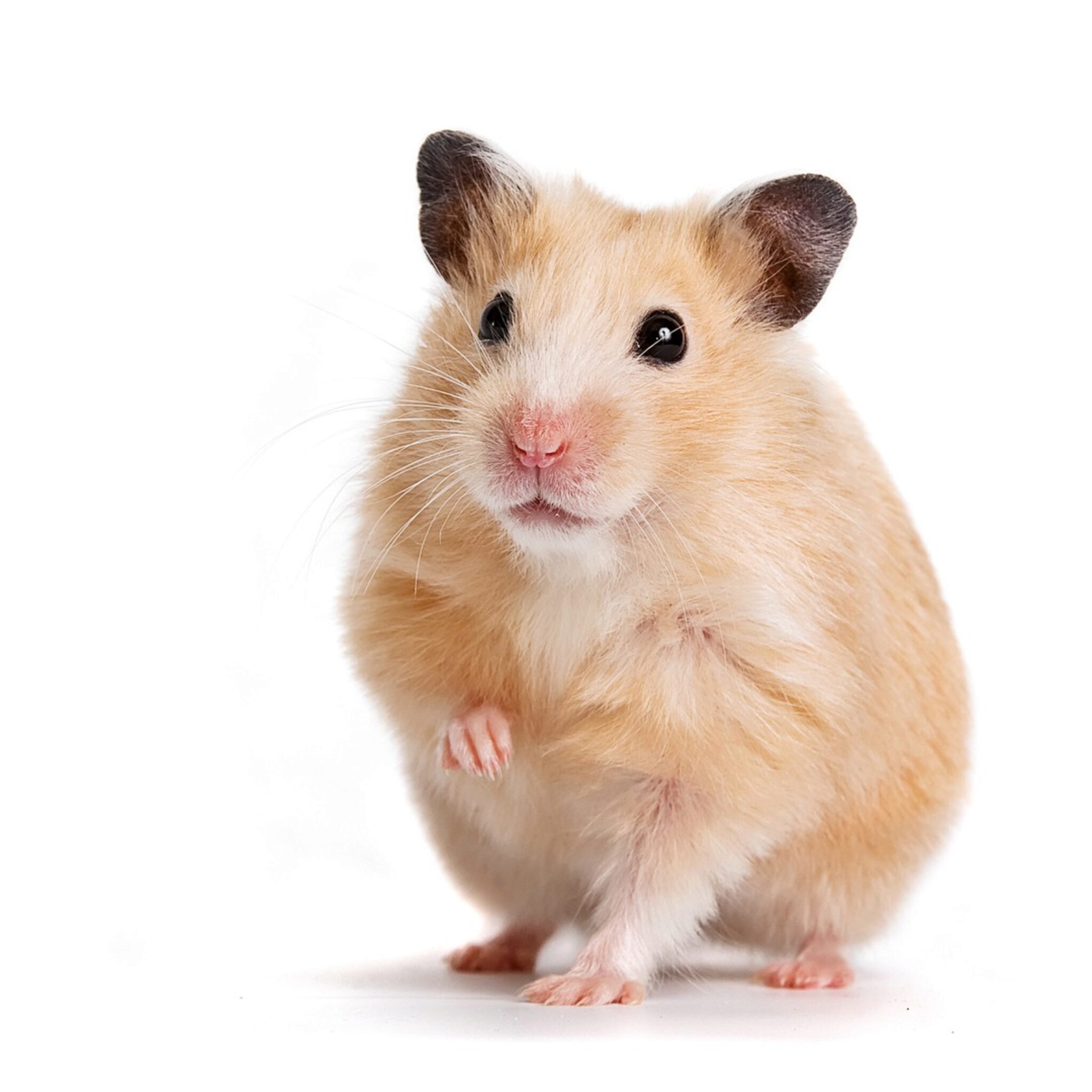 firsthamster Les Hamsters Utilisent ils Des Hamacs Laisser Votre Hammy Se Blottir