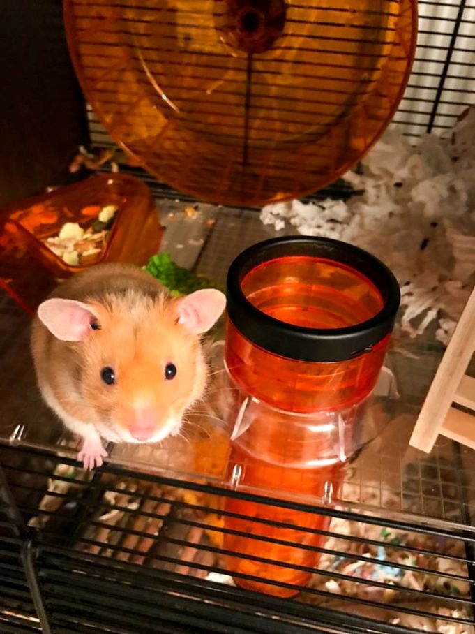 firsthamster Les Hamsters Utilisent ils Des Tubes Et Des Tunnels Cadeaux Pour Le Hamster scaled 1