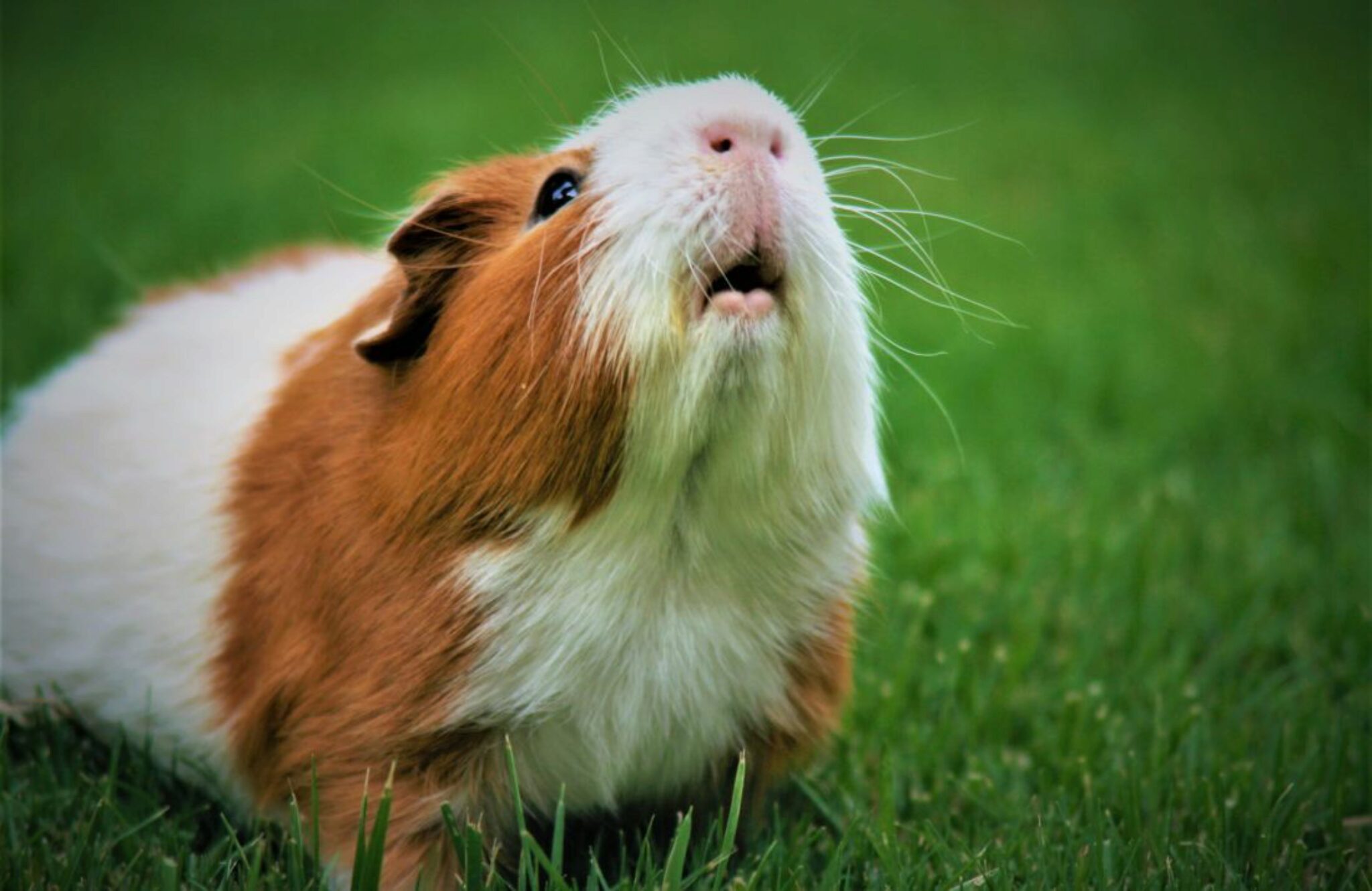 Pliable et Portable Chinchillas Lapins Hérissons MAIKEHIGH Parc pour Petits Animaux Hamster Tente pour Animaux de Compagnie d'exercice pour Cochon d'Inde 